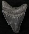 Bargain Megalodon Tooth - South Carolina #20798-2